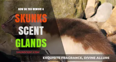 Effective Methods to Safely Remove Skunk Scent Glands at Home