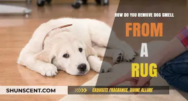 Freshen Up Your Home: Effective Tips to Eliminate Dog Odor from Rugs