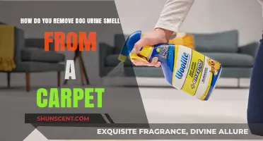 Effective Tips to Eliminate Dog Urine Odor from Your Carpet