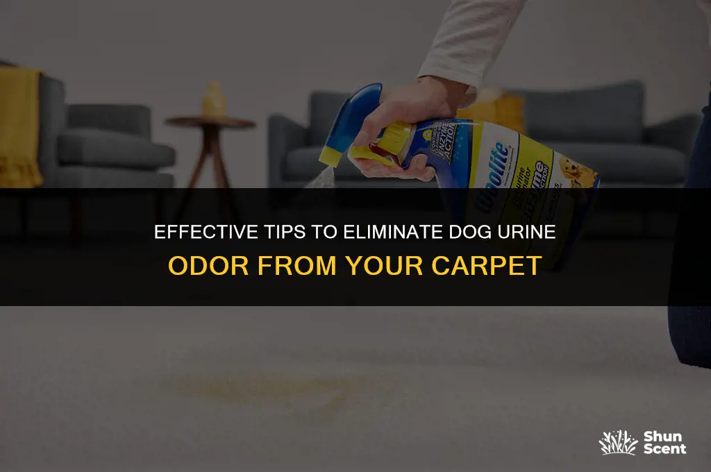 how do you remove dog urine smell from a carpet