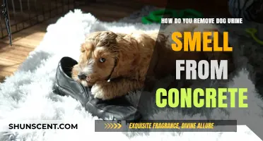 Effective Methods to Eliminate Dog Urine Odor from Concrete Surfaces