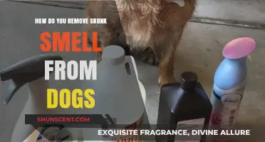 Effective Ways to Eliminate Skunk Odor from Your Dog