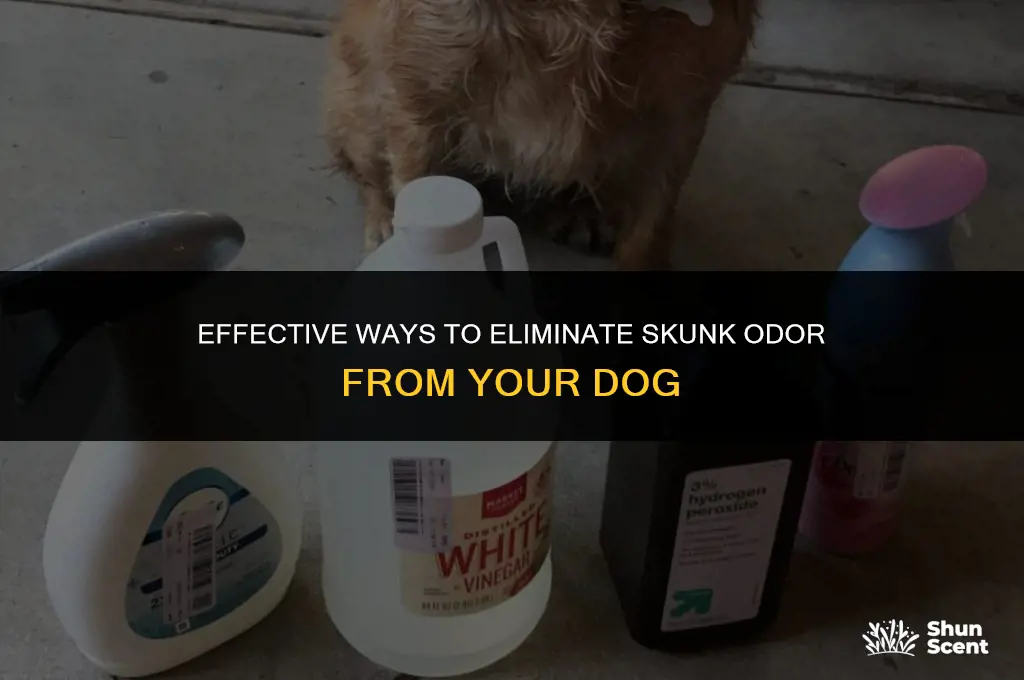 how do you remove skunk smell from dogs
