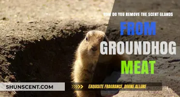 Removing Groundhog Scent Glands: A Step-by-Step Guide for Clean Meat