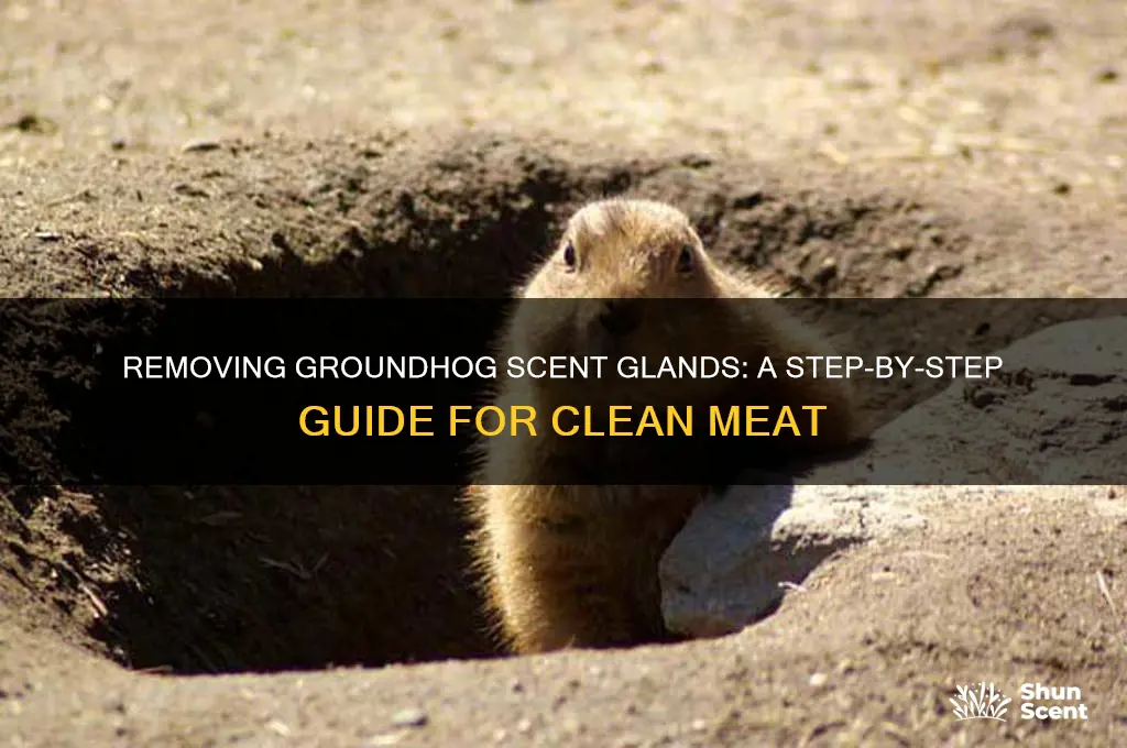 how do you remove the scent glands from groundhog meat