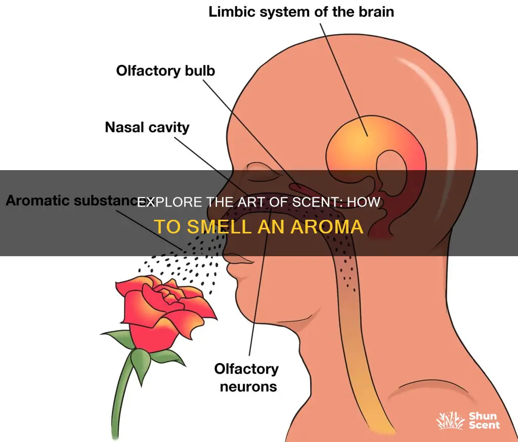 how do you say smell an aroma