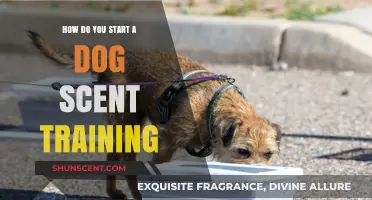Mastering Dog Scent Training: Essential Steps to Begin Effectively