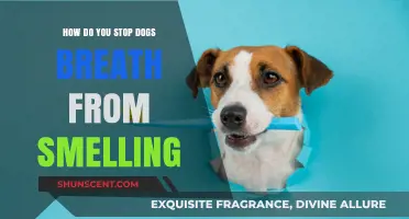 Freshen Up: Tips to Cure Your Dog's Bad Breath Woes