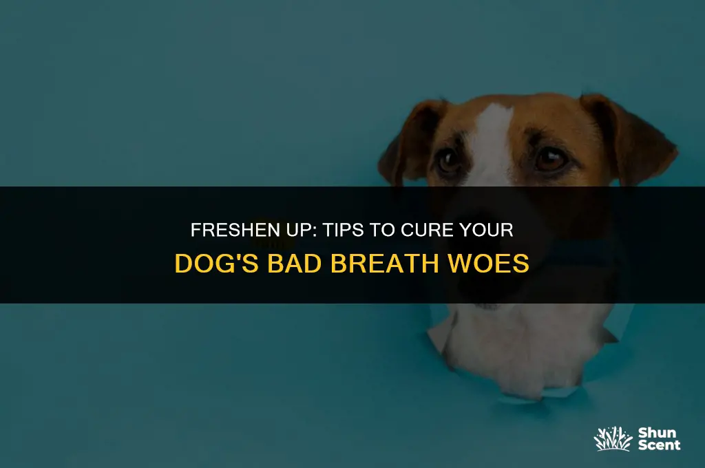 how do you stop dogs breath from smelling