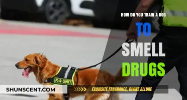 Sniffing Out Success: Training Your Dog to Detect Drugs