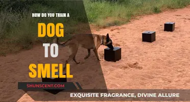 Unleashing the Power of Scent: A Guide to Training Your Dog's Nose