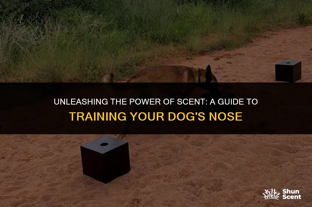 how do you train a dog to smell