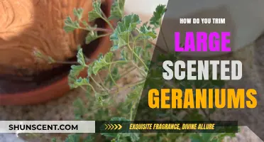 Pruning Large Scented Geraniums: Expert Tips for Healthy Growth and Fragrance
