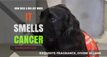Canine Instincts: Detecting Cancer Through Scent