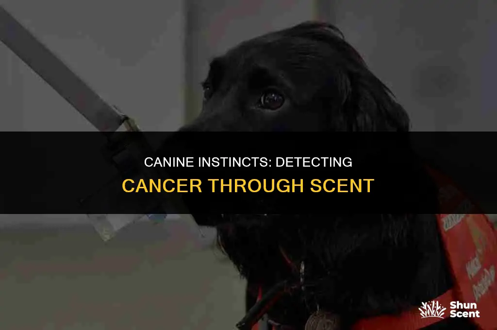 how does a dog act when it smells cancer