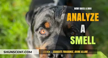 Decoding Canine Olfactory Secrets: How Dogs Analyze Scents