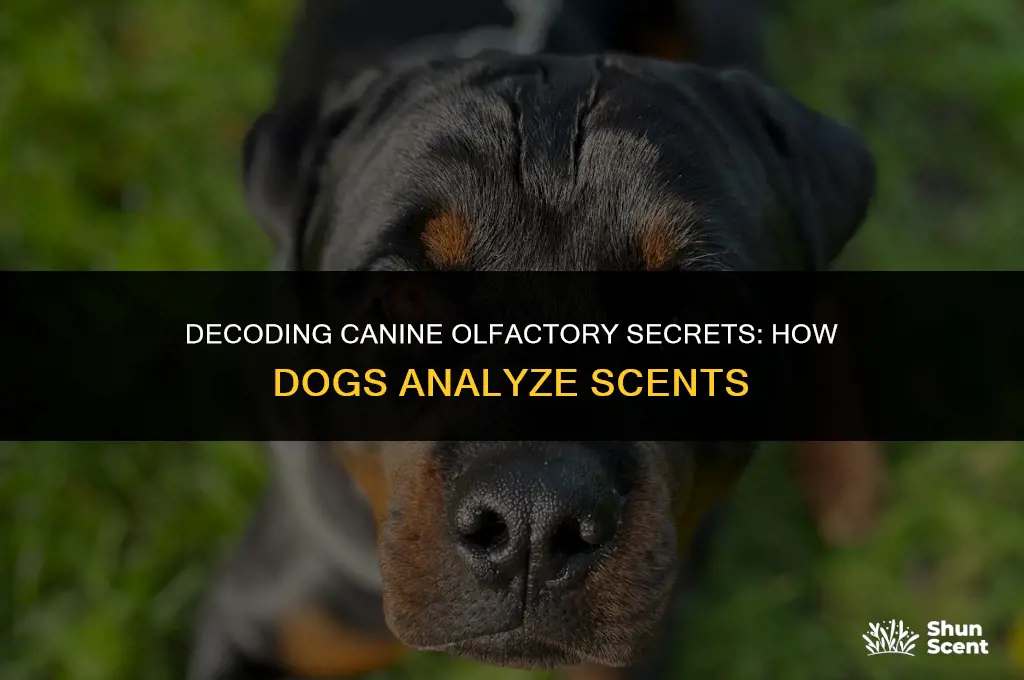how does a dog analyze a smell