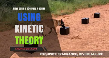 Kinetic Theory Explains How Dogs Detect Scents with Precision