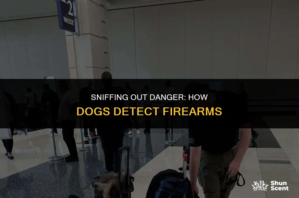how does a dog smell a gun