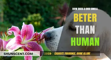 Unleashing the Secrets: Why Dogs Outsniff Humans
