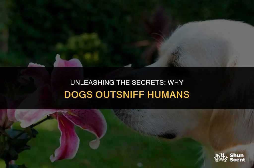 how does a dog smell beter than human