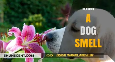 Unleashing the Secrets: How Dogs Use Their Incredible Sense of Smell