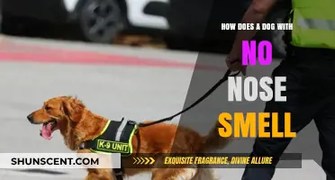 Unveiling the Mystery: How Dogs Without Noses Detect Scents