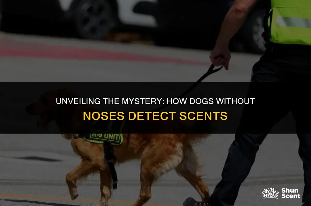 how does a dog with no nose smell