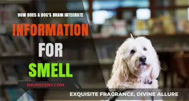 Decoding Canine Olfactory Intelligence: How Dogs Integrate Smell Information