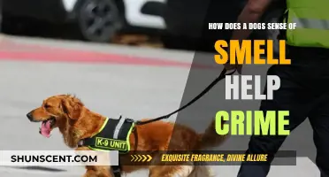 Sniffing Out Crime: The Incredible Role of a Dog's Sense of Smell