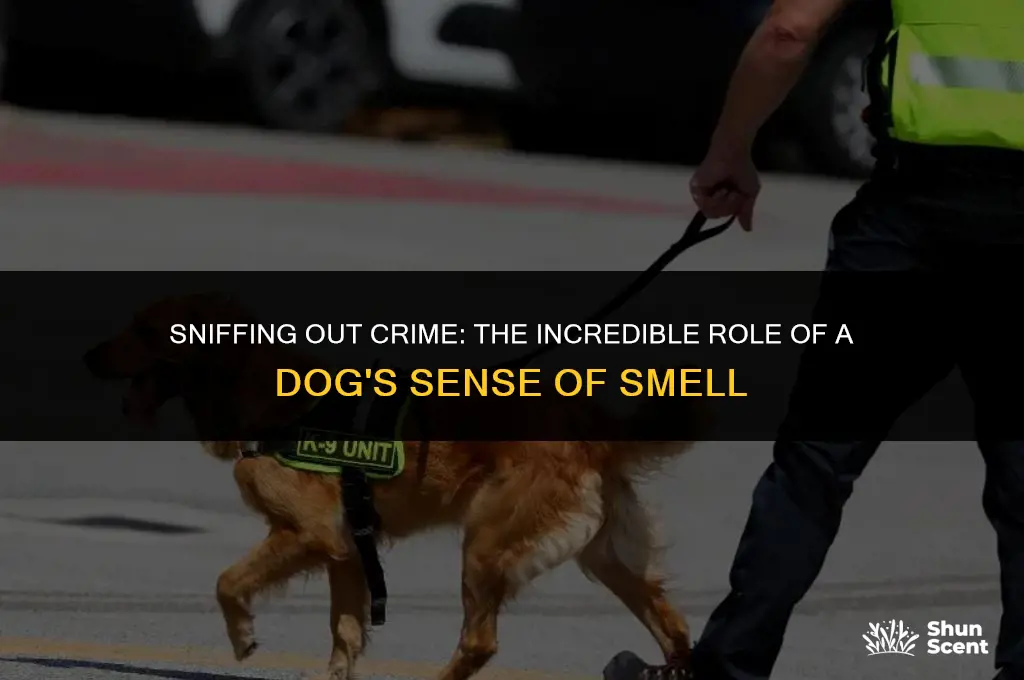 how does a dogs sense of smell help crime