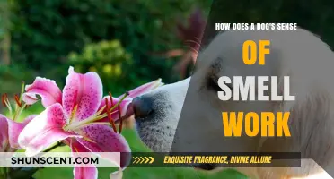 Unleashing the Power: A Dog's Incredible Sense of Smell Explained