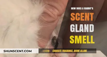 Unveiling the Unique Scent of a Rabbit's Gland: A Fragrant Mystery
