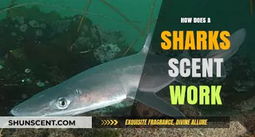 Unraveling the Mysteries of a Shark's Scent Detection Abilities
