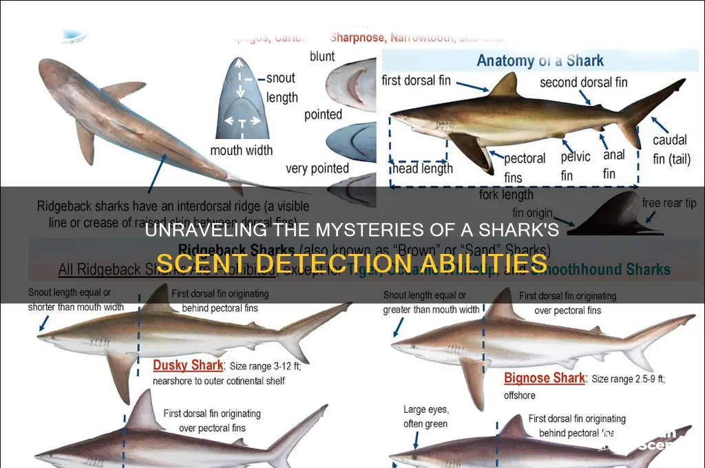 how does a sharks scent work