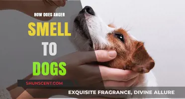 Decoding Canine Olfactory Responses to Human Anger