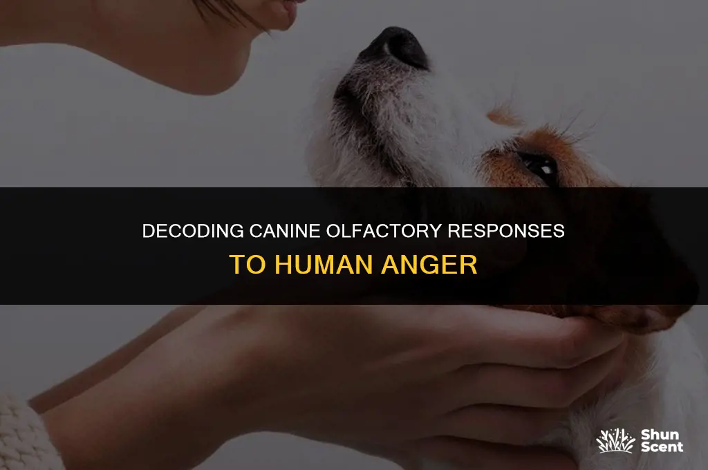 how does anger smell to dogs