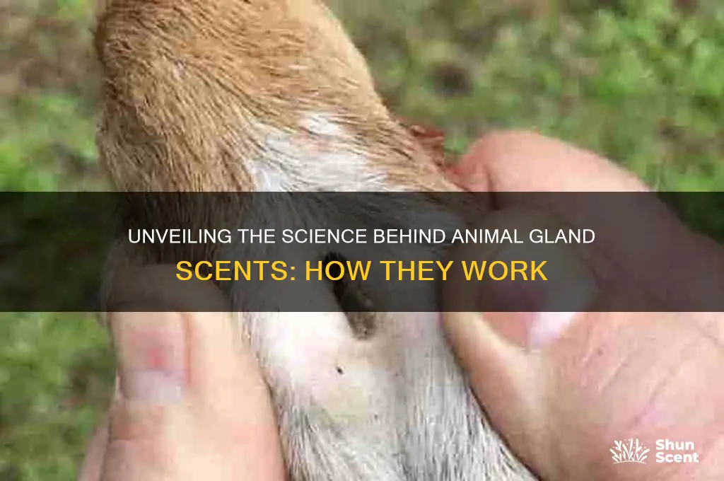 how does animal gland scent work