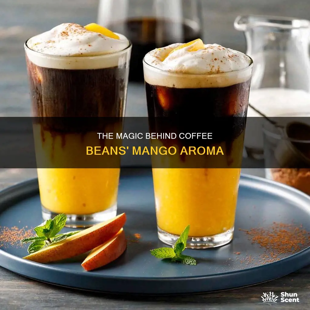 how does coffee.beans get mango aroma