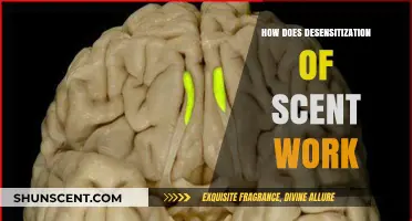 Understanding Olfactory Desensitization: How Scent Adaptation Works in Our Brains