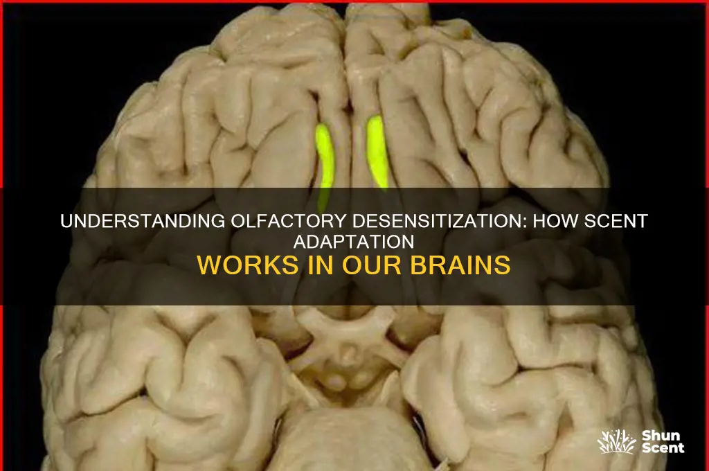 how does desensitization of scent work