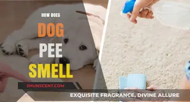 Decoding the Distinct Odor: Why Dog Pee Smells the Way It Does