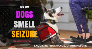 Unraveling the Mystery: How Dogs Detect Seizures