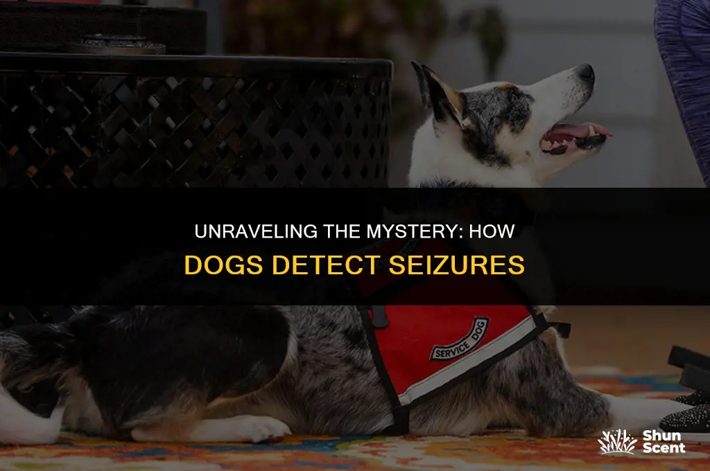 how does dogs smell seizure