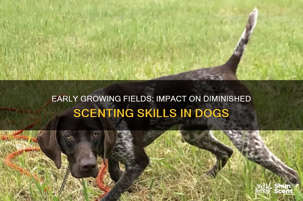 how does early growing fields reduce scenting abilities in dogs