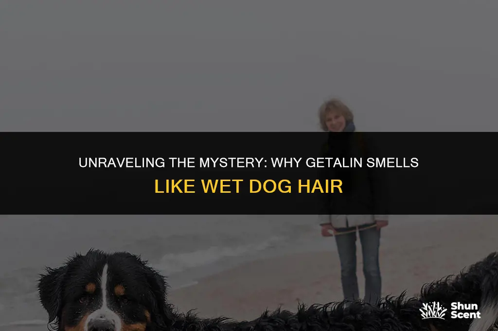 how does getalin smells like wet dog hair