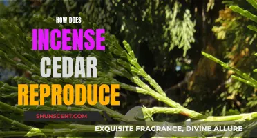 Incense Cedar Reproduction: A Natural Wonder Explained