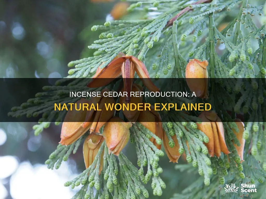how does incense cedar reproduce