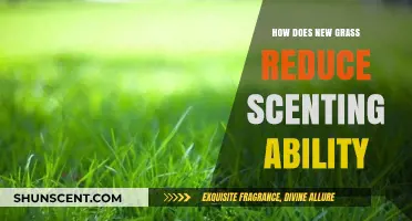 New Grass Growth: How It Impairs Scenting Ability in Dogs and Wildlife