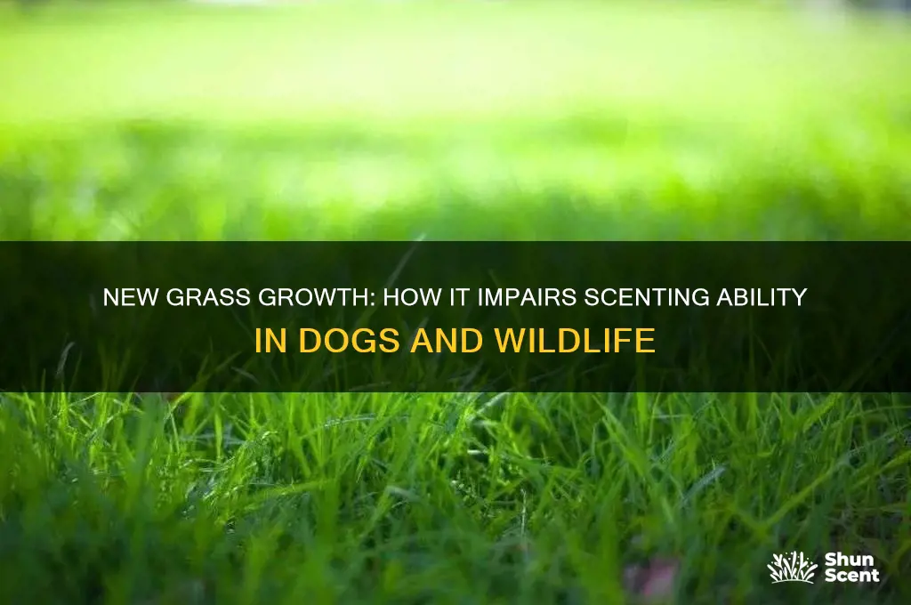 how does new grass reduce scenting ability